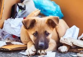 INFORME sobre ANIMALES EN ABANDONO por YAM MISS ARGENTINA